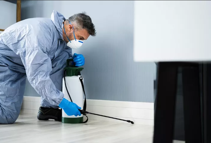Affordable Pest Control – Your Solution for a Pest-Free Home